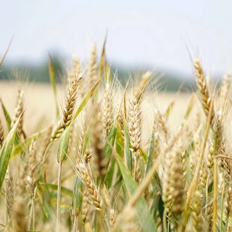 Footer 6