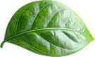 Baba Go Green